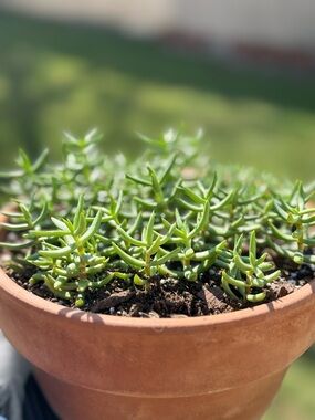 Crassula tetragona  Miniature Pine Tree 4 Rooted Clipping “2” - “3” inches